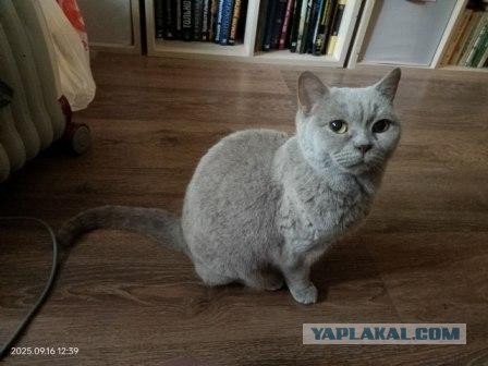 Молчаливая собеседница