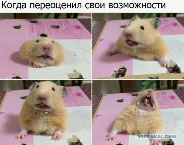 Прям как новорег на ЯПлакал