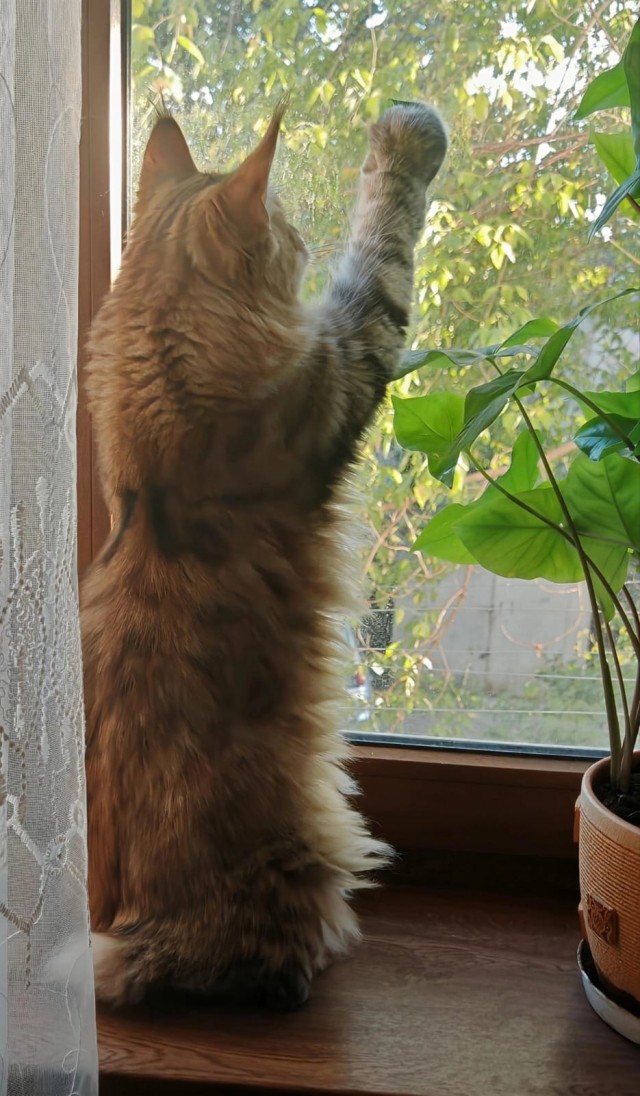 Котовторник 21.10.2025