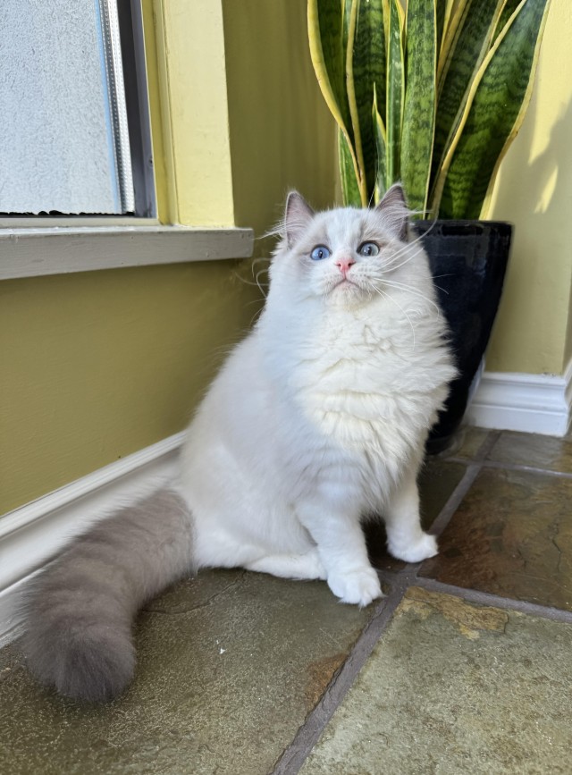 Зимняя шубка — это не шутка (котовторник)