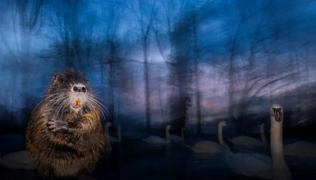 Объявлены имена победителей Wildlife Comedy Awards 2025