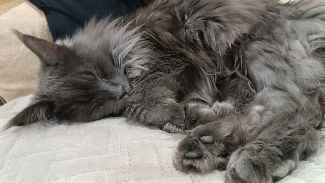 Котов вторник