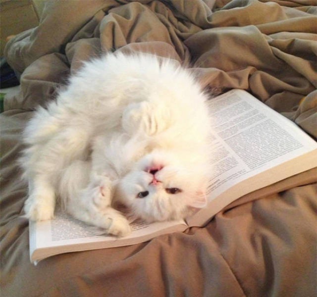 Котики тоже любят читать