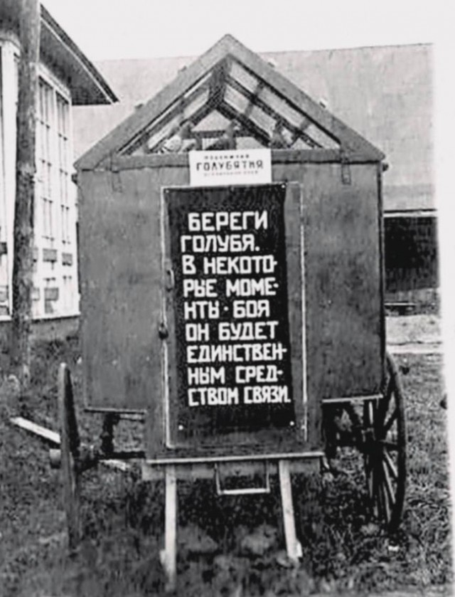 Картинки для деградации 157 (разной степени свежести)