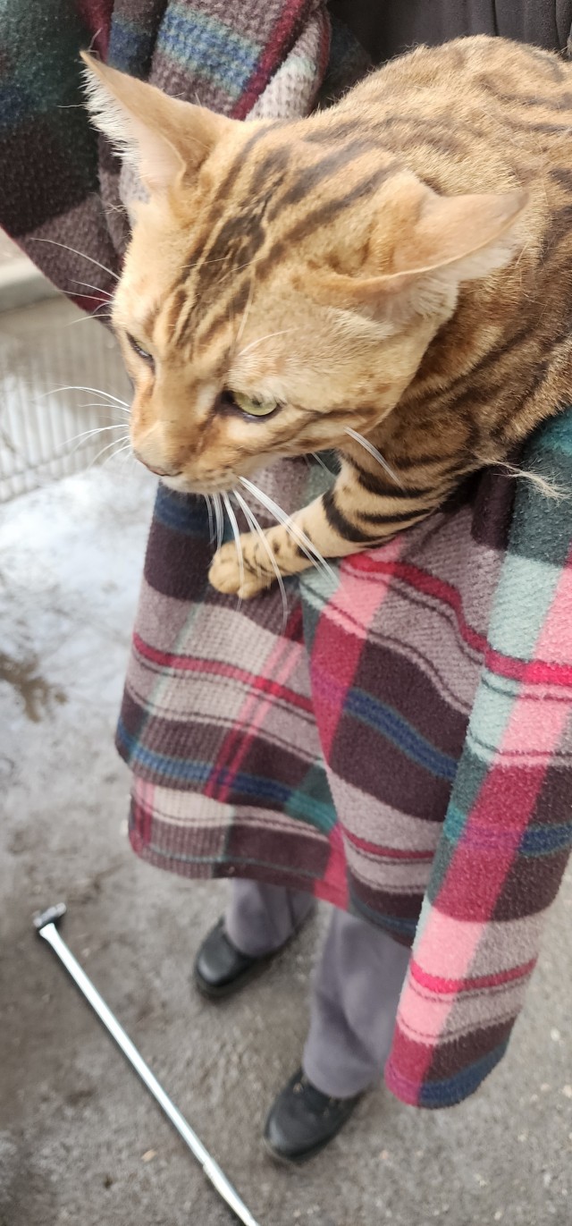 Спасение кошака
