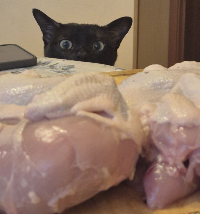 Котовторник Феникса