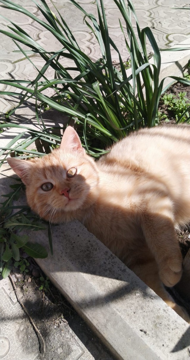 Котовторник сегодня