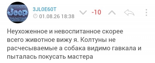 В Набережных Челнах хозяйка собаки обвинила груминг-салон в том, что мастер задушил питомца во время процедуры.