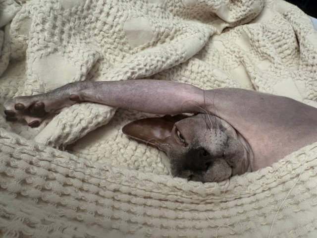 Котовтоник еще не закончился?