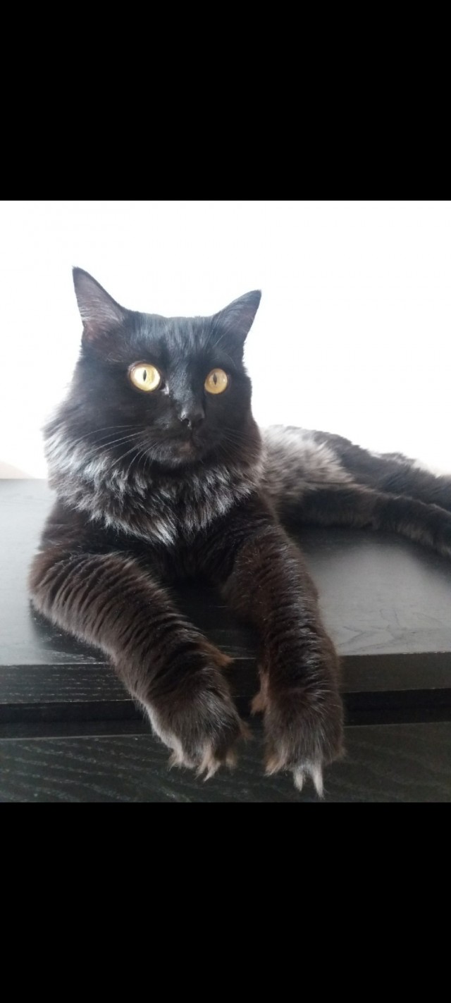 К-котовторник