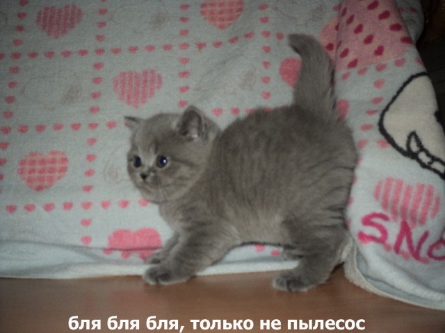 Котоподборка