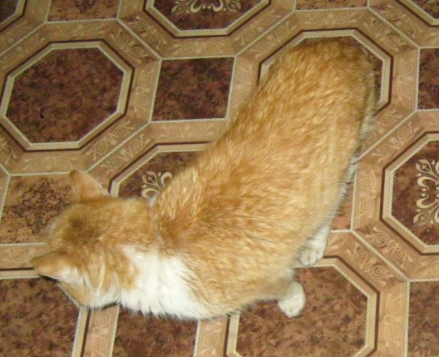 Котовторник  25.03.2014