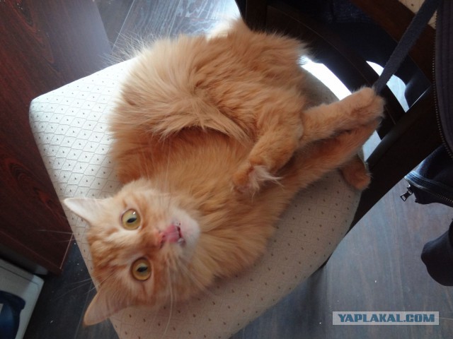 Котовторник 22.07.14