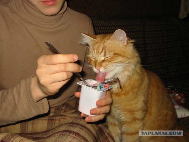 Про кошку Басю, кота Абрикоса и собаку Рича.