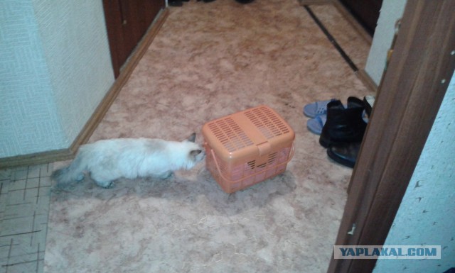 Котовторник 2.12.14
