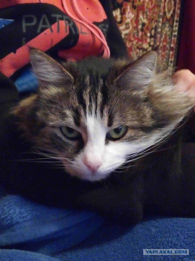 Котовторник