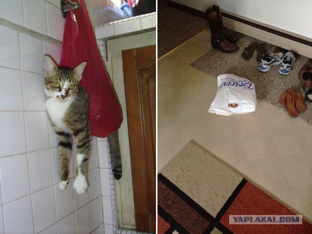Кошки vs. пакеты