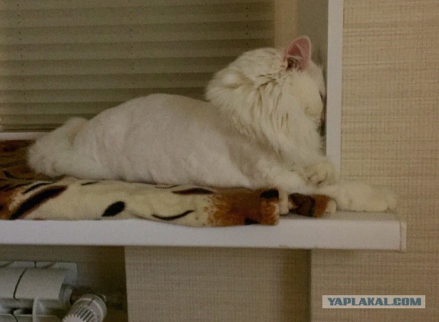 Котовторник 04.08.2015