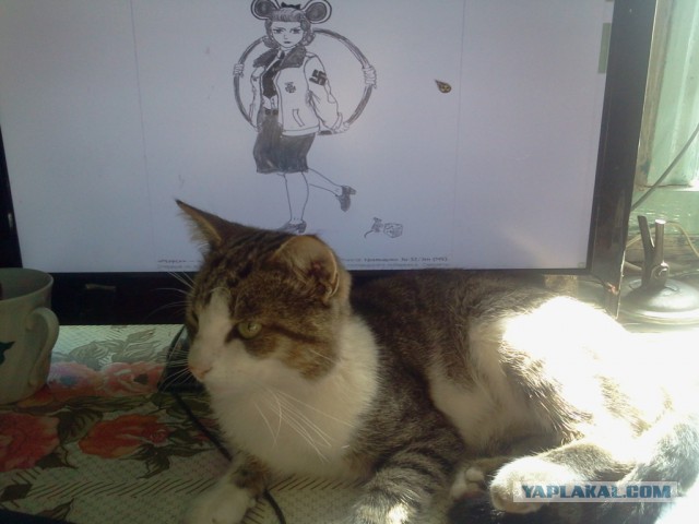 Котовторник 29-09-2015,