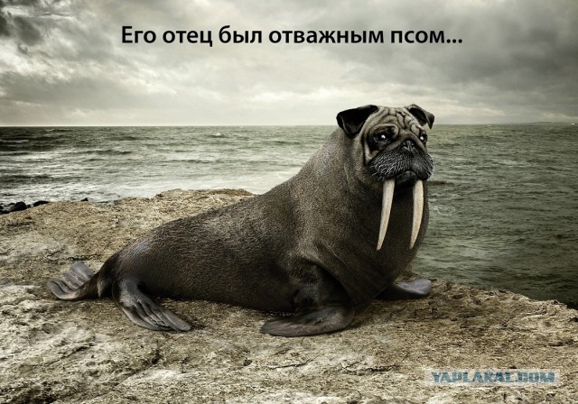 Русский и иностранцец в холоде