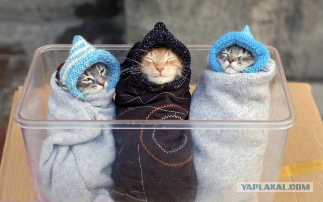 Котовторник