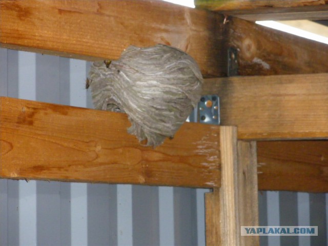 Осиный кокон