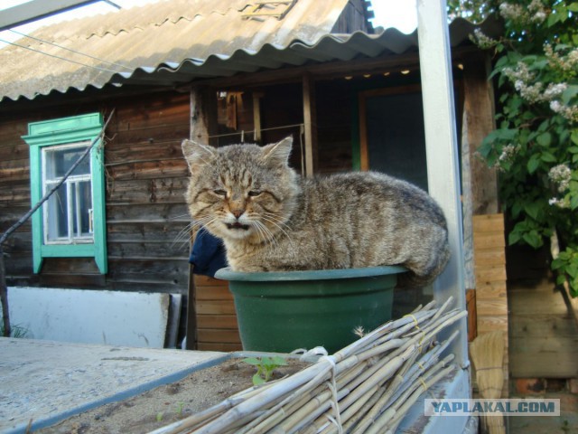 Деревенские коты