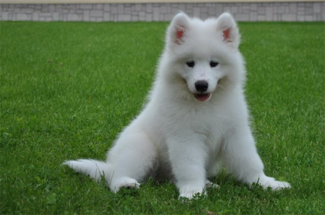 Скотинки - Животинки