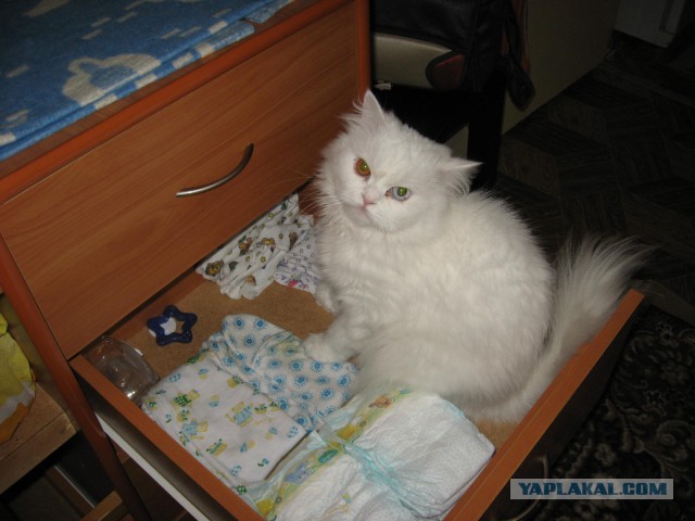 Наш любимый Семёша покинул нас сегодня(((