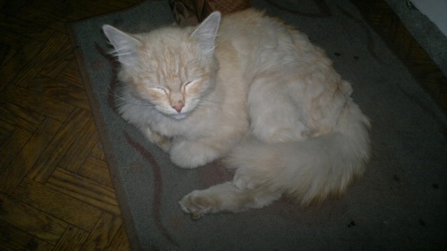 Жена принесла домой кошку