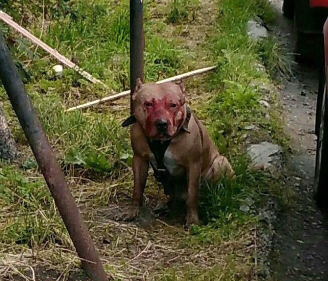 В Оленегорске самовыгульный бойцовский пес устроил кровавую бойню