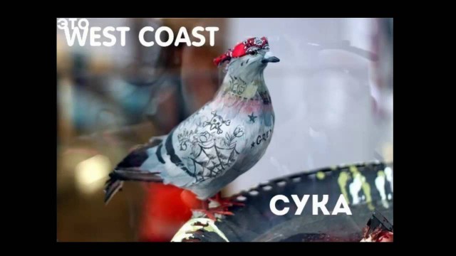 Голубь в шляпе расхаживает по улице в Уфе