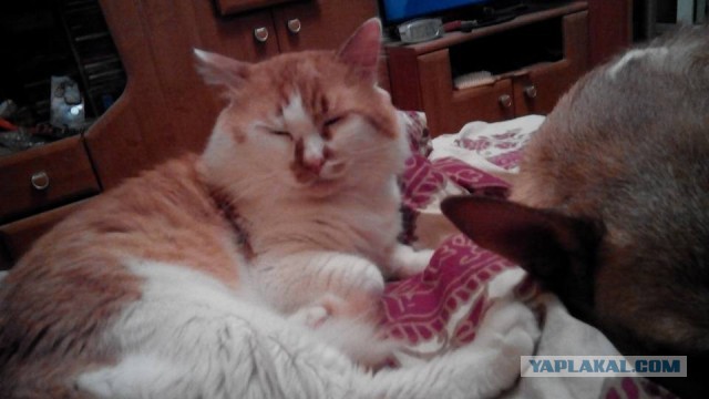 Котовторник 27.09.16