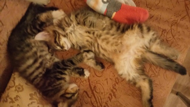 Уже лев или еще кот?