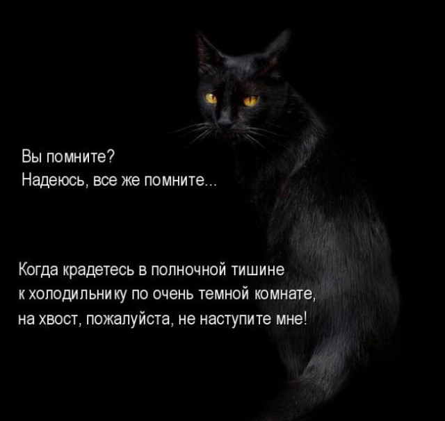 Коты из сети