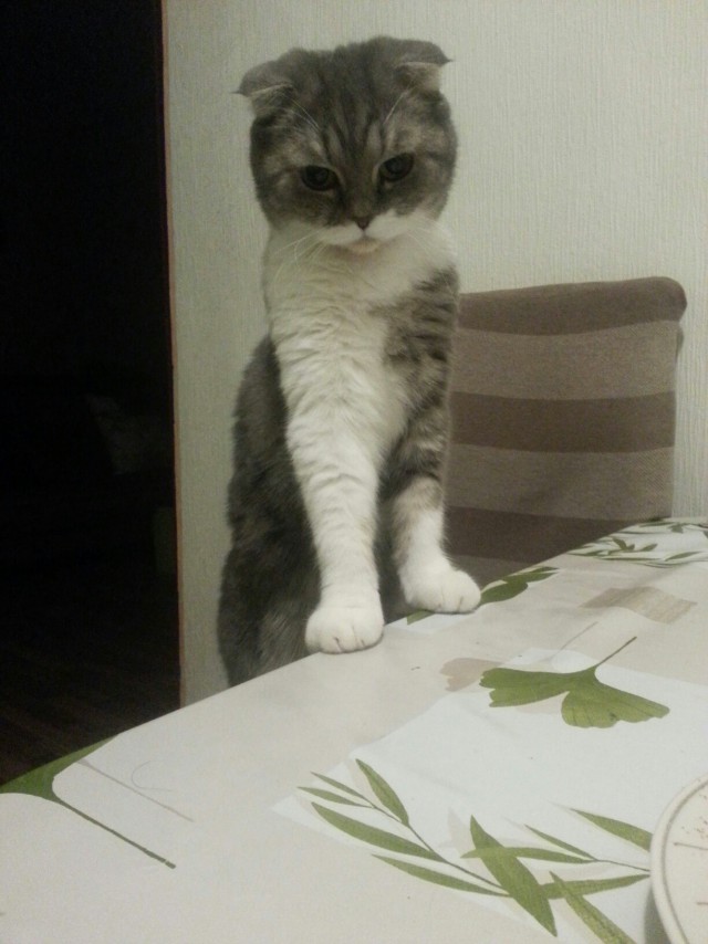 Покажи свою киску?