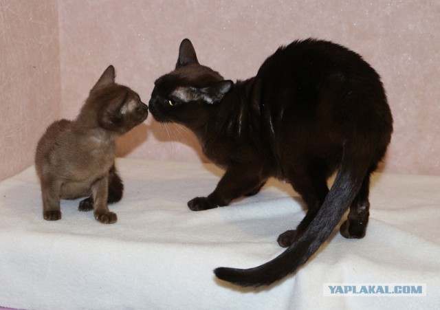 Коты и Кошки