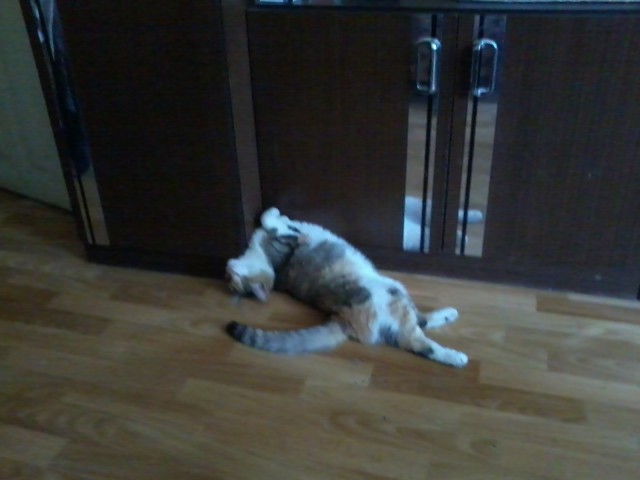 Коты и Кошки