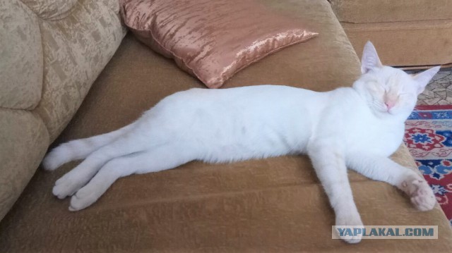 Котовторник 28.03.2017