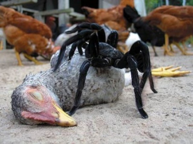 Про страшилки
