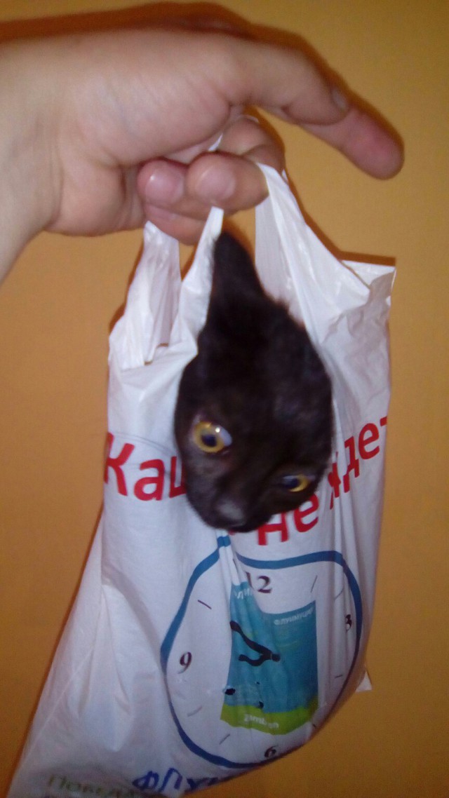 Коты и Кошки