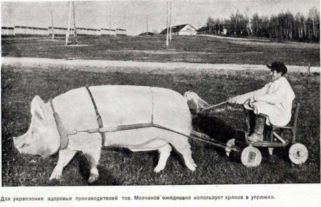 Интересные и редкие ретро-фотографии