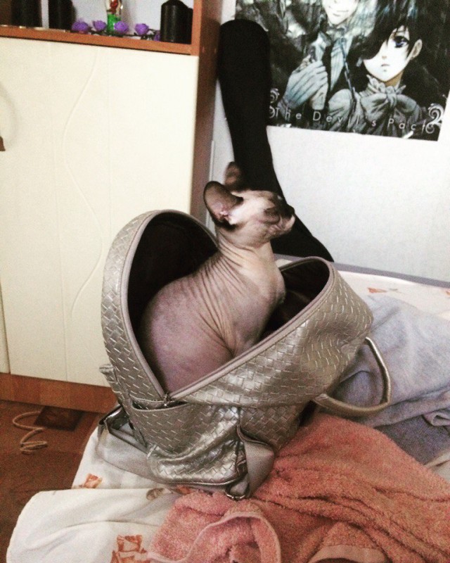 Прикольных котов пост