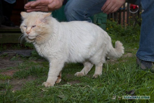 Котовторник в ЯПонии (58 фот)
