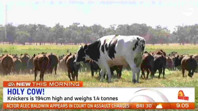 Второгодница? В Австралии нашли корову ростом два метра — гораздо больше сородичей