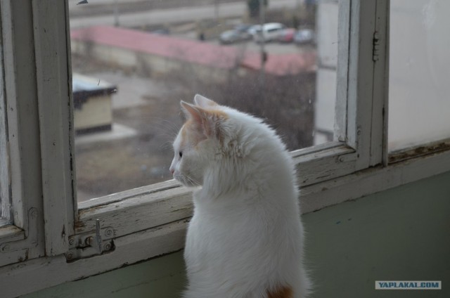 Котовторник  от 3.04.2012