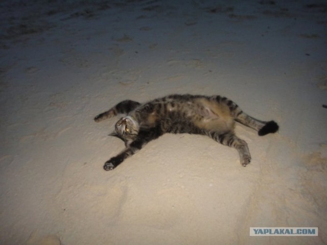 Кот, который не определился