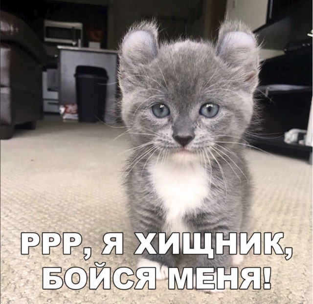 Прикольные картинки абавсём