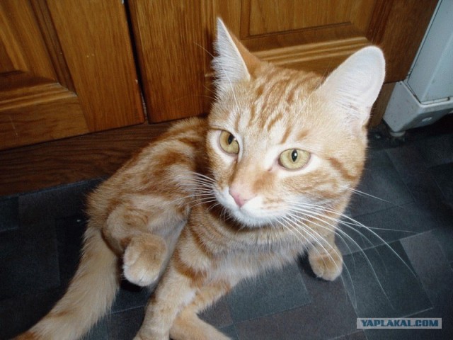 Котовторник 22.05.2012