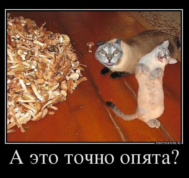 Картинки с котами и про котов